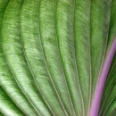 leaf closeup source image